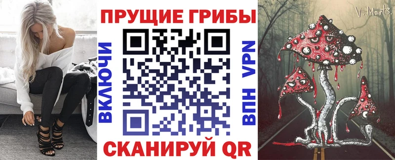 закладки  Керчь  Псилоцибиновые грибы Psilocybe 